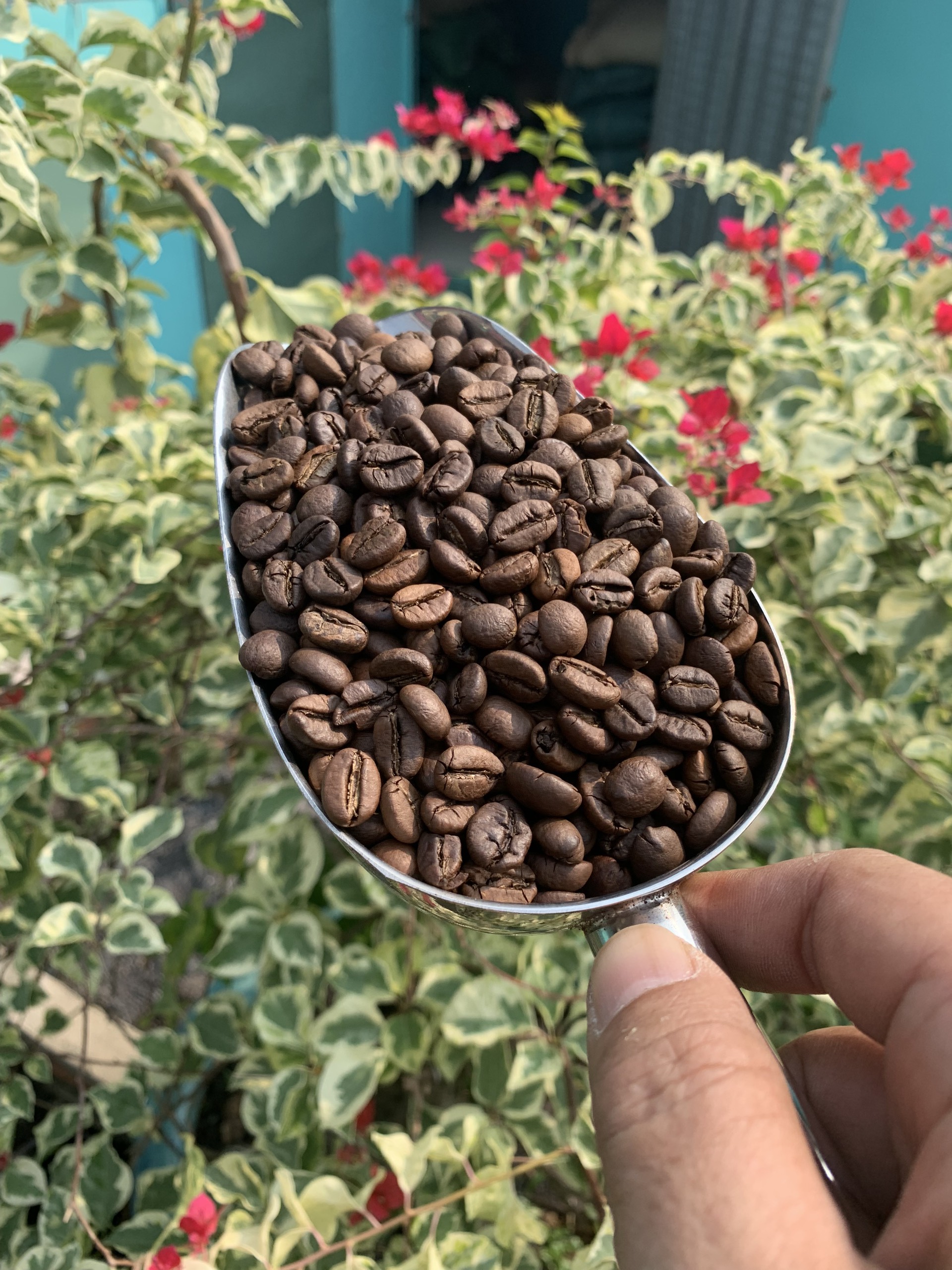 Các loại cà phê Arabica