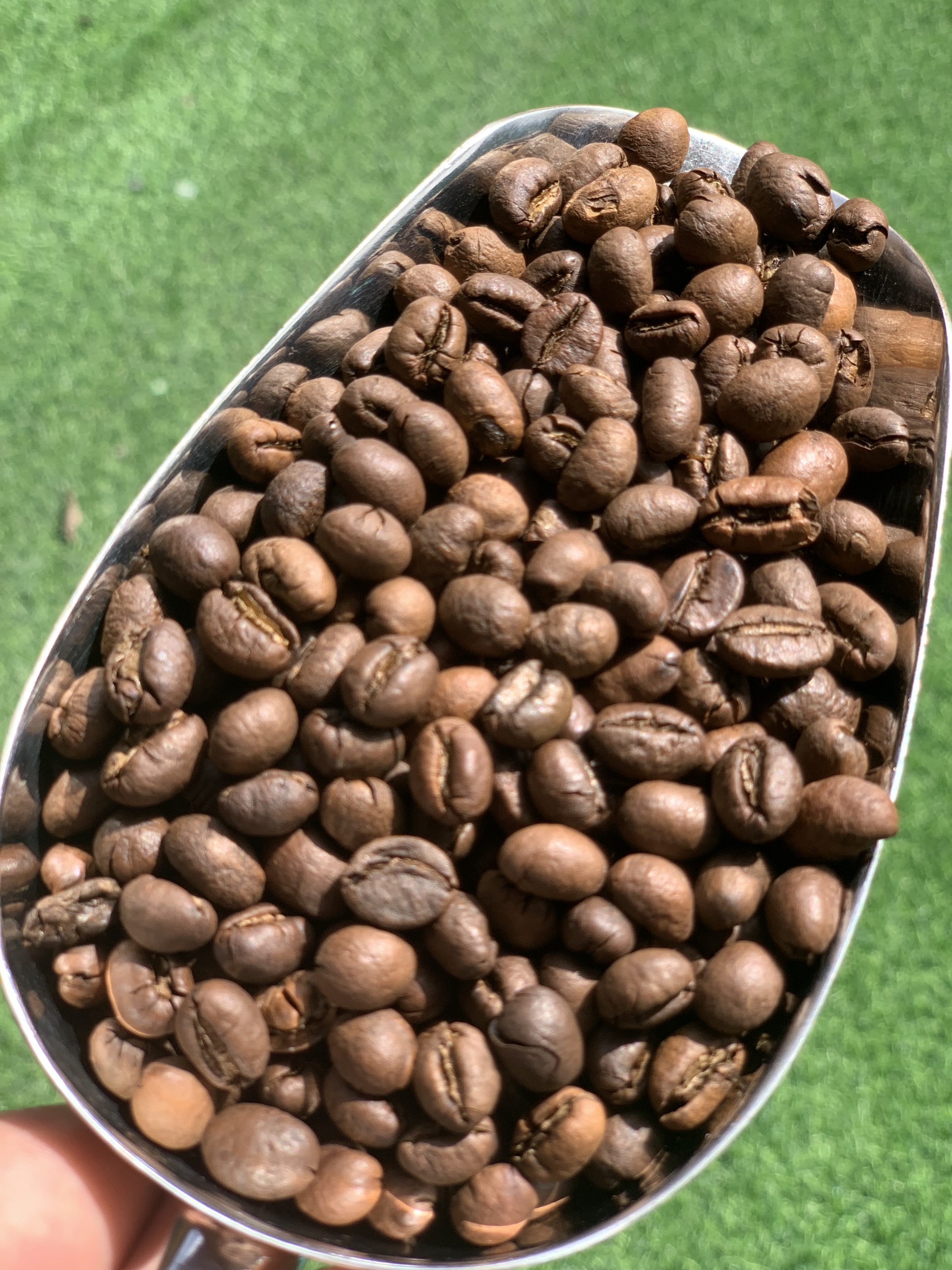 Cà phê Arabica là gì?